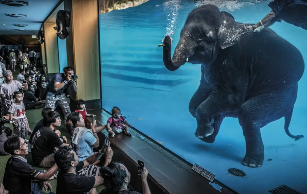 &quot;Спірне видовище&quot;. Що не так з використанням слонів для розваг туристів у Таїланді